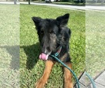 Small #11 German Shepherd Dog