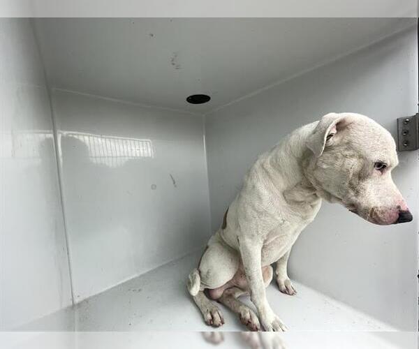 Medium Photo #1 Mutt Puppy For Sale in Houston, TX, USA