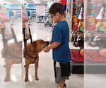 Small #1 Chinese Shar-Pei-Labrador Retriever Mix