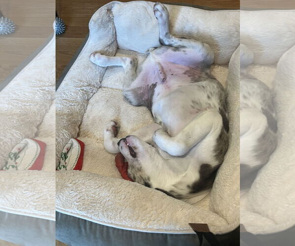 Medium Photo #6 Australian Shepherd-Unknown Mix Puppy For Sale in Wakefield, RI, USA