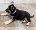 Small #1 German Shepherd Dog