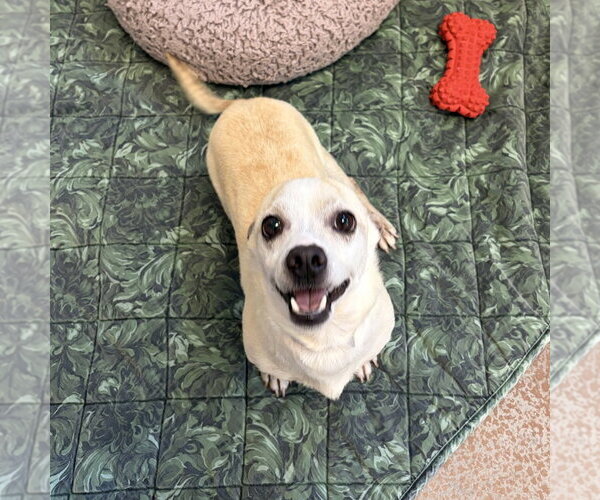 Medium Photo #2 Chihuahua Puppy For Sale in Salinas, CA, USA