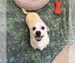 Small #1 Chihuahua