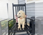 Small Photo #3 Golden Retriever Puppy For Sale in FRANKLINTON, NC, USA