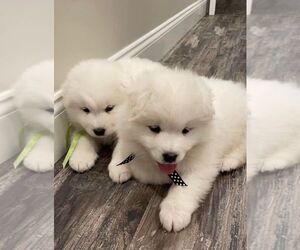 Samoyed Puppy for sale in GREENMEAD, CA, USA
