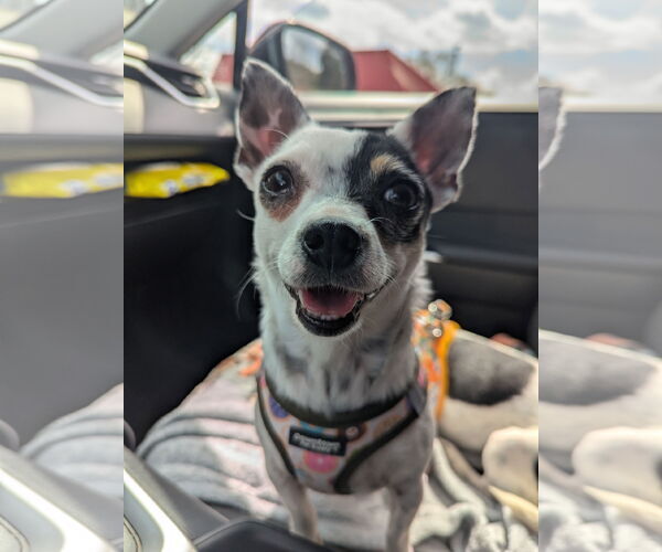 Medium Photo #7 Rat-Cha Puppy For Sale in Sykesville, MD, USA