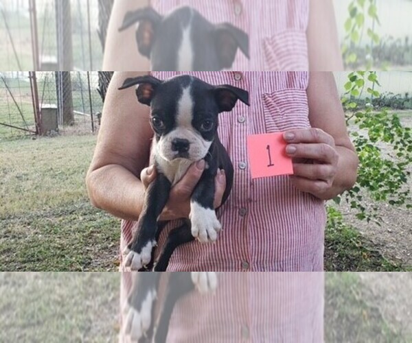 Medium Photo #7 Boston Terrier Puppy For Sale in CALDWELL, TX, USA