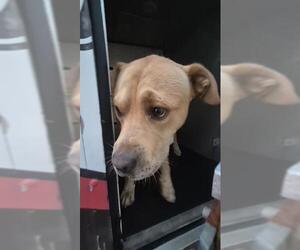 American Staffordshire Terrier-Unknown Mix Dogs for adoption in San Antonio, TX, USA