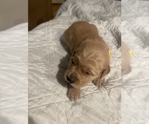 Golden Retriever Litter for sale in KNOXVILLE, TN, USA