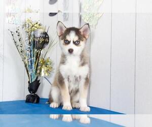 Pomsky Puppy for sale in BEL AIR, MD, USA