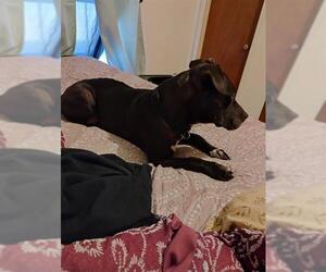 American Staffordshire Terrier-Unknown Mix Dogs for adoption in San Antonio, TX, USA
