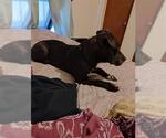 Small American Staffordshire Terrier Mix