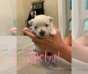 West Highland White Terrier Puppy for sale in FAIRHOPE, AL, USA