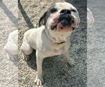 Small #3 American Bulldog Mix