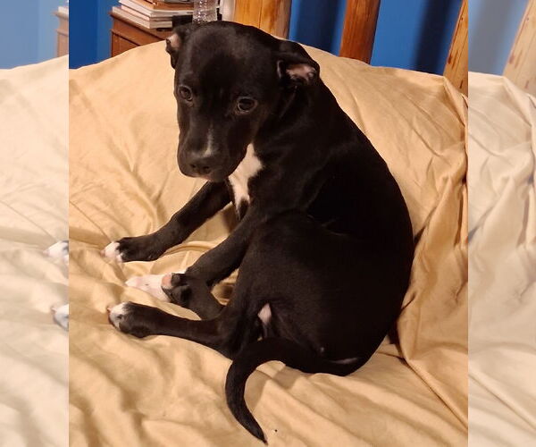 Medium Photo #6 Mutt Puppy For Sale in Brooklyn Center, MN, USA