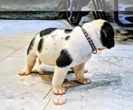 Puppy Mr Purple Presa Canario