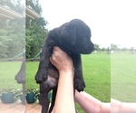 Small Photo #2 Labrador Retriever Puppy For Sale in ALVIN, TX, USA