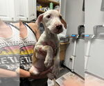 Small #12 Catahoula Leopard Dog Mix