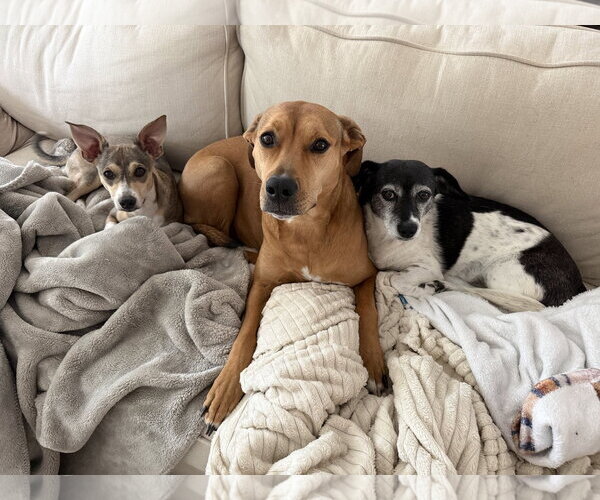 Medium Photo #5 Mutt Puppy For Sale in Arlington, VA, USA