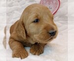 Puppy 4 Labradoodle