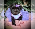 Small Photo #3 Schnauzer (Miniature) Puppy For Sale in PFLUGERVILLE, TX, USA