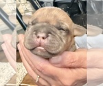 Small #6 American Bully-French Bulldog Mix
