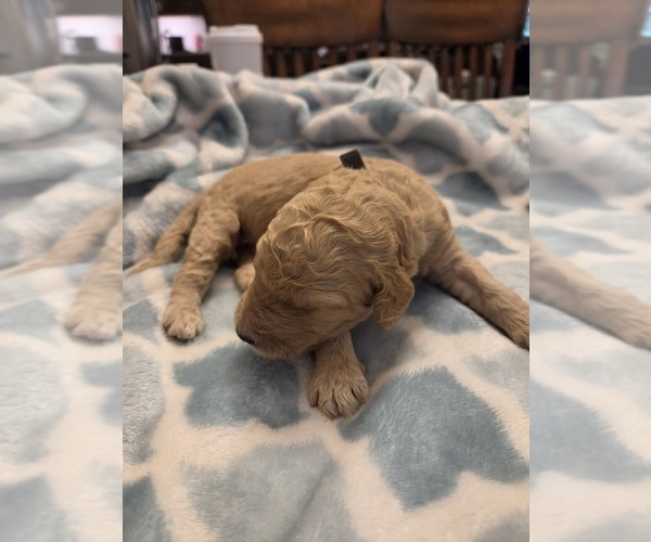 Medium Photo #7 Goldendoodle Puppy For Sale in BURLESON, TX, USA