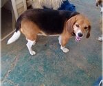 Small #7 Beagle