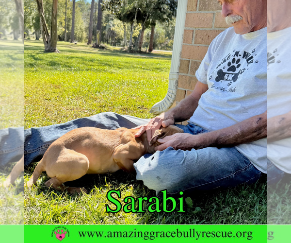 Medium Photo #15 Bulldog-Labrador Retriever Mix Puppy For Sale in Pensacola, FL, USA