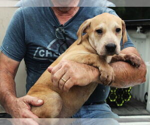 Labrador Retriever-Unknown Mix Dogs for adoption in Elmsford, NY, USA