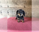 Small #11 Dachshund