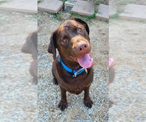 Medium Photo #1 Labrador Retriever Puppy For Sale in Lake City, MI, USA
