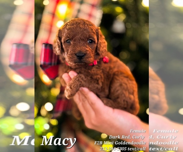 Medium Photo #2 Goldendoodle Puppy For Sale in BREA, CA, USA