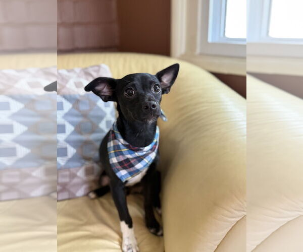 Medium Photo #1 Italian Greyhuahua Puppy For Sale in Phoenix, AZ, USA