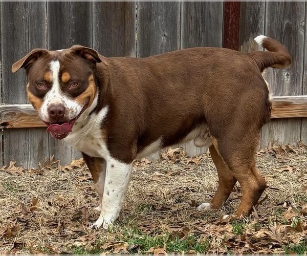 Medium Photo #3 Staffordshire Bull Terrier Puppy For Sale in Great Bend, KS, USA