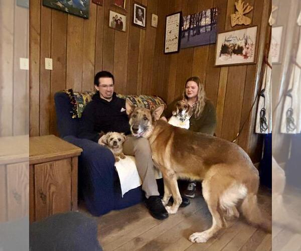 Medium Photo #2 German Shepherd Dog Puppy For Sale in Rootstown, OH, USA