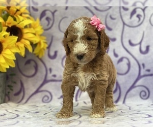 Goldendoodle Puppy for sale in LANCASTER, PA, USA