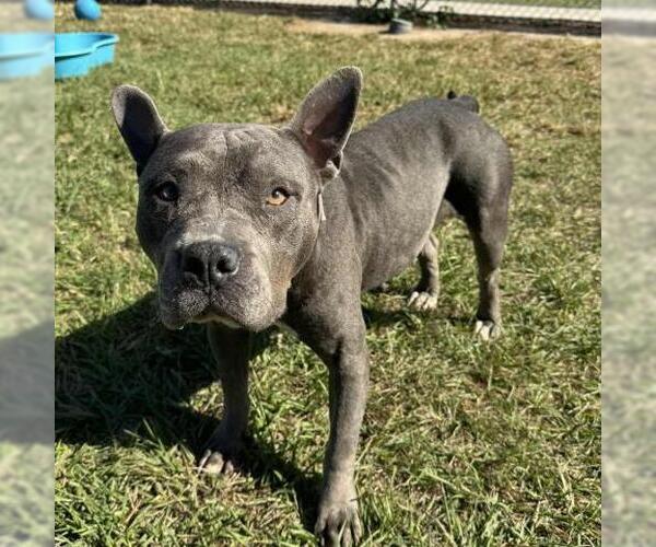 Medium Photo #2 Staffordshire Bull Terrier-Unknown Mix Puppy For Sale in Conroe, TX, USA