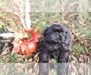 Shih Tzu Puppy for sale in MOUNTAIN GROVE, MO, USA