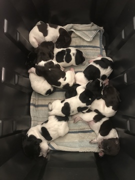 Medium Photo #2 German Shorthaired Pointer Puppy For Sale in MOUNT PLYMOUTH, FL, USA