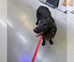 Small #3 Retriever  Mix