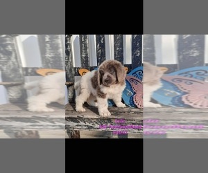 Newfoundland Puppy for Sale in SHIPSHEWANA, Indiana USA