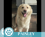 Small #1 Golden Pyrenees