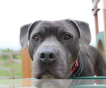 Small #19 American Pit Bull Terrier