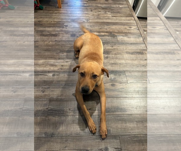 Medium Photo #2 Boxer-Mountain Cur Mix Puppy For Sale in Gibbstown, NJ, USA