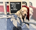 Small Photo #8 Golden Retriever Puppy For Sale in ONTARIO, CA, USA