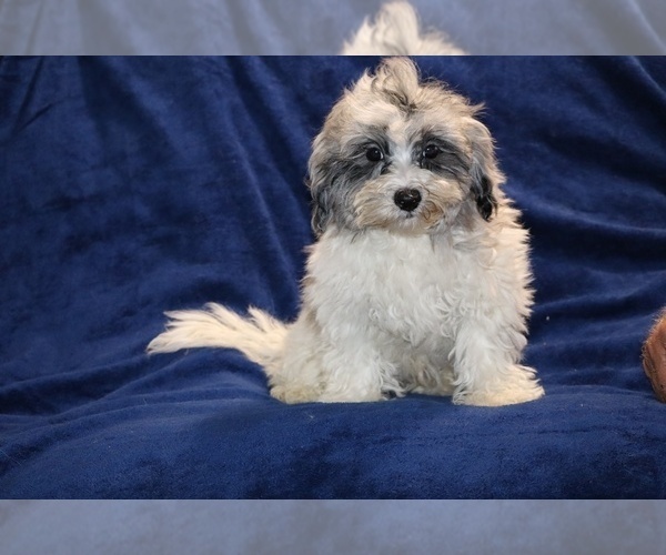Medium Photo #5 ShihPoo Puppy For Sale in DYERSBURG, TN, USA