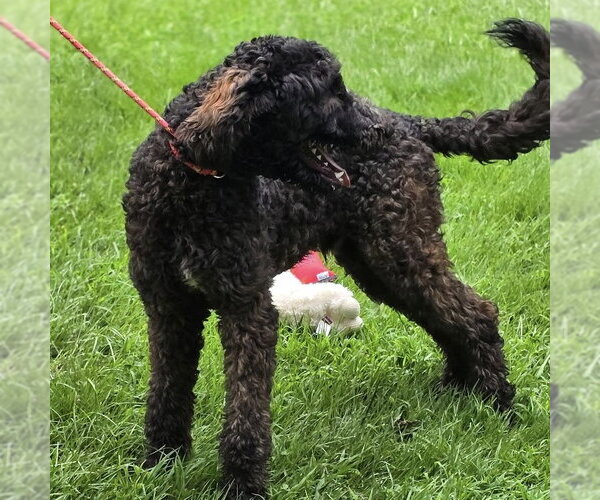 Medium Photo #4 Mutt Puppy For Sale in Yardley, PA, USA