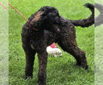 Small #3 Mutt