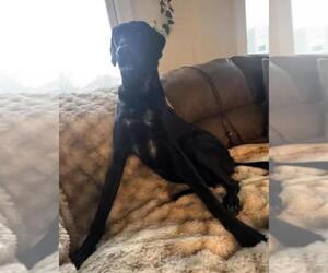 Lefty - Female Labrador Retriever Dog for Adoption - Photo #4